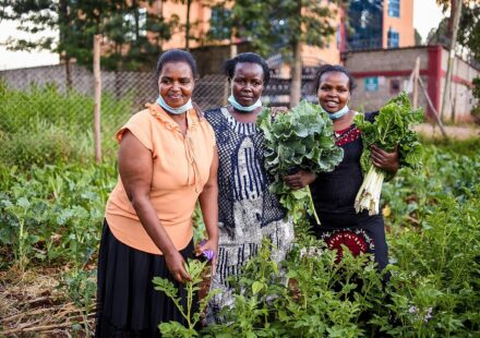 Freshly harvested spinach and kale leaves at a farm