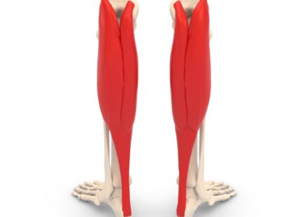 Anatomical illustration of the calf muscle on the back of the lower leg